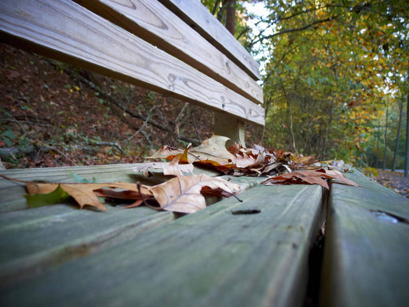 无人,公园,横图,室外,白天,椅子,美国,长椅,树,自然,摄影,宁静,改变,干的,维吉尼亚,秋天,彩图