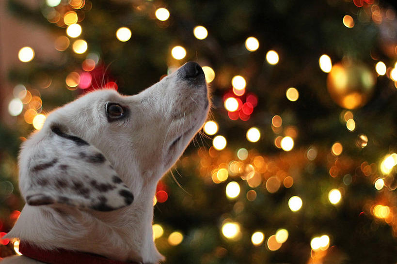 无人,横图,室外,特写,夜晚,宠物,狗,意大利,圣诞节,圣诞树,树,向上看,家畜,摄影,照亮,照明设备,彩图,宠物项圈