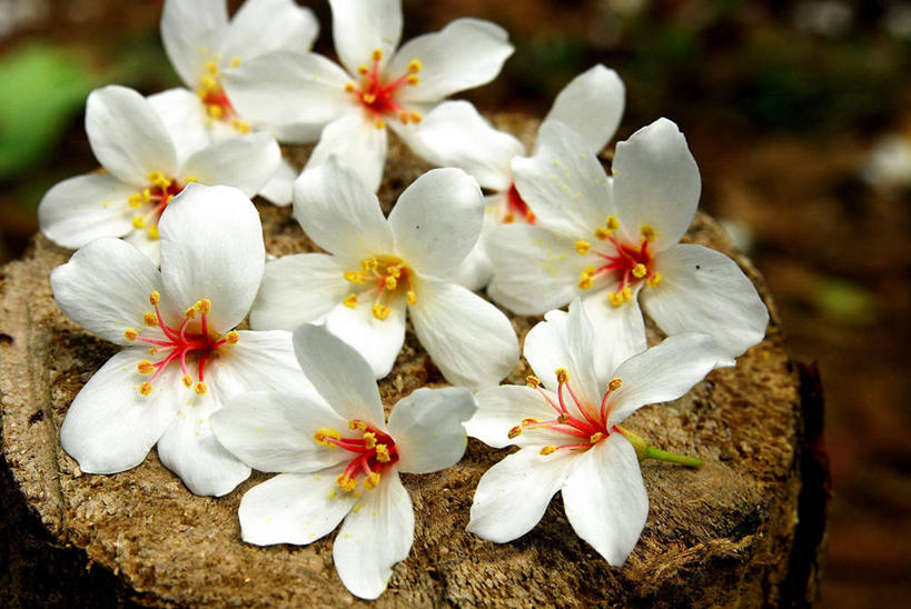 无人,横图,室外,特写,白天,台湾,杆,花,白色,自然,摄影,脆弱,清新,桃园县,彩图