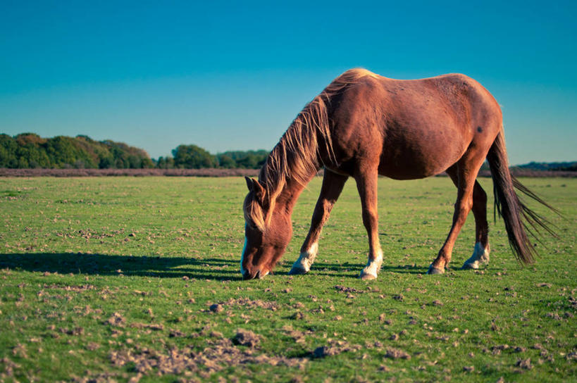 无人,站,横图,室外,白天,马,英国,褐色,草,树,天空,自然,家畜,摄影,牲畜,万里无云,汉普郡,彩图