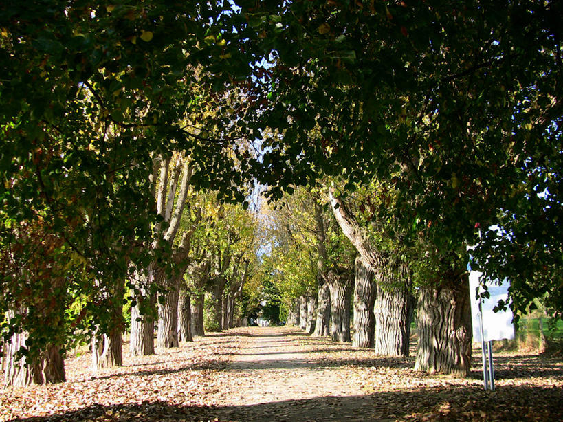 无人,横图,室外,白天,消失点,美景,叶子,德国,景观,方向,自然,景色,摄影,宁静,自然风光,斯图加特,彩图,单行道,林荫大道