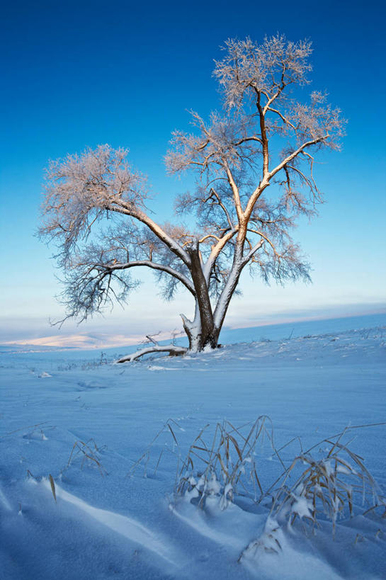 无人,竖图,室外,白天,旅游,度假,美景,雪,美国,景观,霜,娱乐,蓝色,风景,自然,享受,休闲,景色,放松,寒冷,摄影,宁静,自然风光,华盛顿州,帕卢斯,万里无云,彩图,独处
