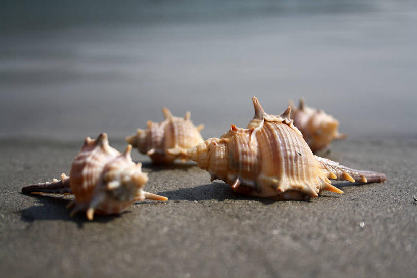 无人,横图,室外,特写,白天,静物,印度,陆地,自然,四个,摄影,海滩,彩图