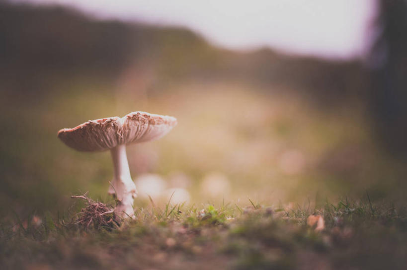 无人,横图,室外,特写,白天,草地,英国,蘑菇,草,自然,摄影,生长,宁静,彩图