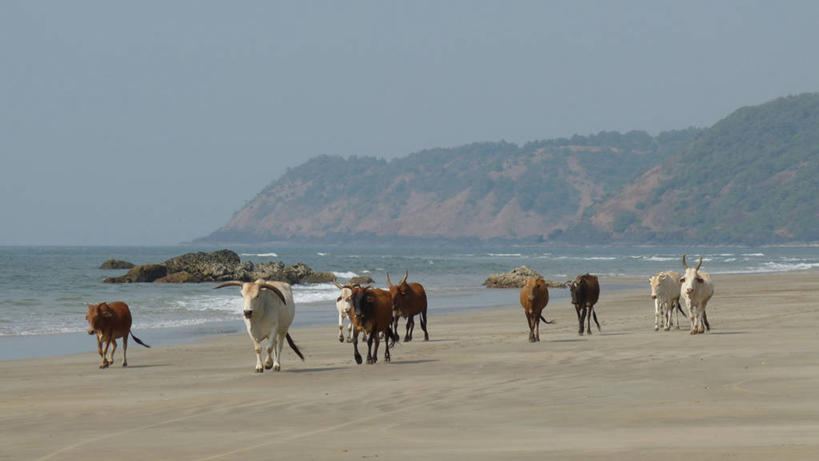 无人,横图,室外,白天,海洋,山,印度,沙子,天空,家畜,摄影,牲畜,迁徙,母牛,马哈拉施特拉邦,海滩,步行,彩图,家牛