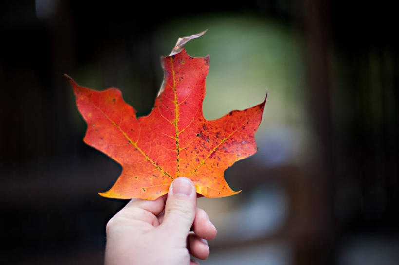 手,一个人,横图,室外,特写,白天,美国,枫叶,拿着,摄影,部分,脆弱,改变,马里兰,彩图