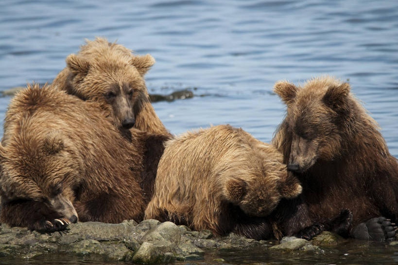 无人,躺,横图,室外,白天,水,野生动物,熊,尼泊尔,美国,亚洲,四只,首都,动物,放松,摄影,午睡,南亚,加德满都,尼泊尔王国,加都,德满都,彩图