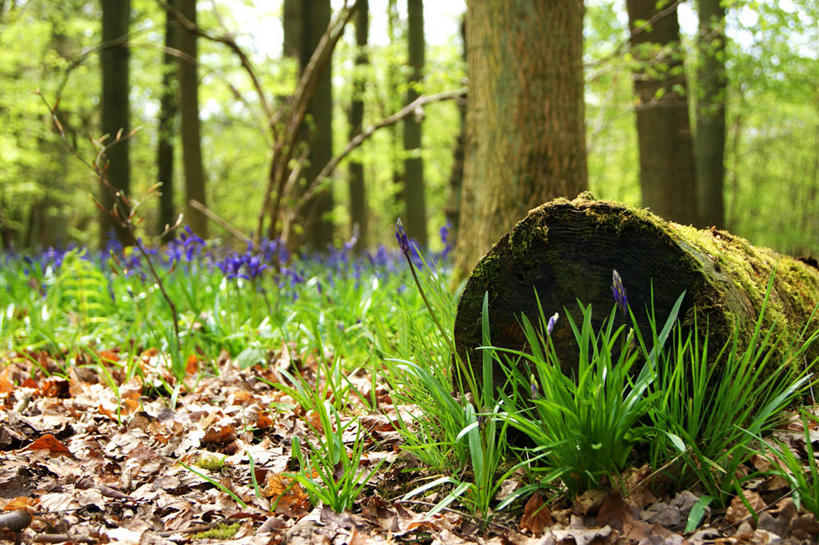 无人,横图,室外,白天,树林,英国,枝,草,花,树,树干,自然,摄影,生长,宁静,清新,野风信子,彩图