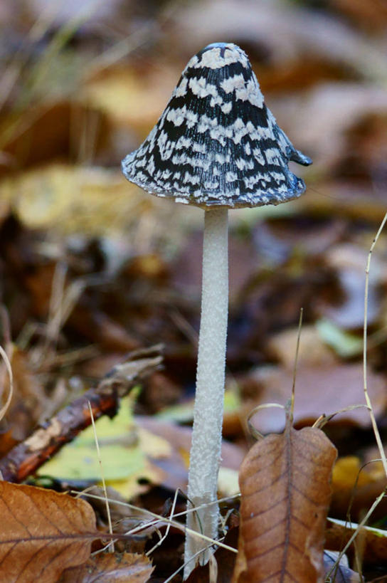 无人,竖图,室外,特写,白天,树林,叶子,英国,蘑菇,自然,摄影,生长,宁静,真菌,改变,秋天,彩图