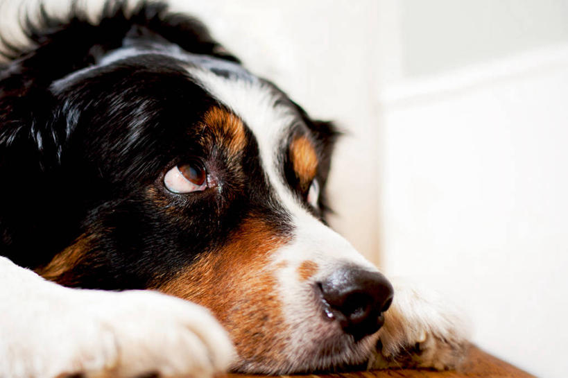 无人,横图,室内,特写,狗,英国,思考,家畜,摄影,边境牧羊犬,厌倦,彩图