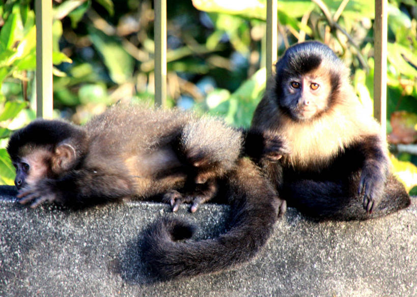 无人,躺,横图,室外,白天,野生动物,猴子,巴西,动物,两只,休息,放松,摄影,里约热内卢,彩图