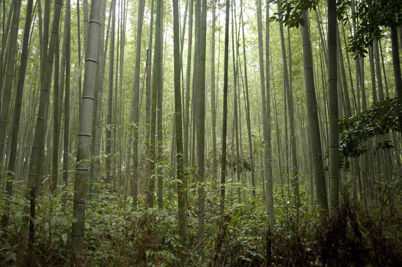 无人,横图,室外,白天,美景,森林,树林,植物,日光,日本,景观,树,树干,树木,绿色,自然,景色,摄影,京都府,生长,成长,宁静,自然风光,彩图