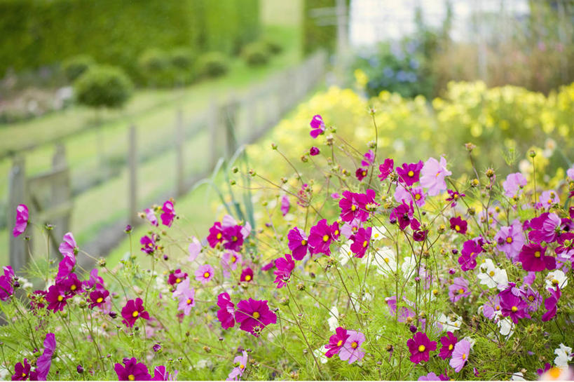 无人,横图,室外,特写,白天,美景,英国,生锈,景观,篱笆,草,花,粉色,自然,景色,摄影,大波斯菊,生长,腐蚀,侵蚀,脆弱,清新,自然风光,腐化,锈迹斑斑,白金汉郡,彩图