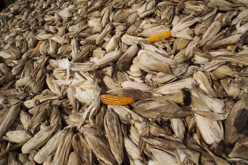 无人,横图,室外,特写,白天,玉米,蔬菜,印度,许多,丰富,很多,饮食,摄影,外壳,清新,健康食物,卡纳塔克邦,彩图