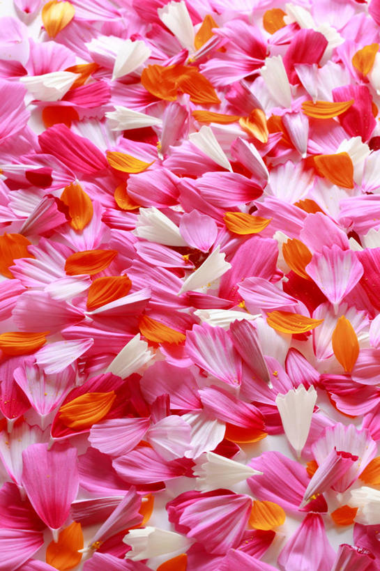 无人,竖图,室内,日本,花瓣,摄影,大波斯菊,脆弱,清新,崎玉县,彩图