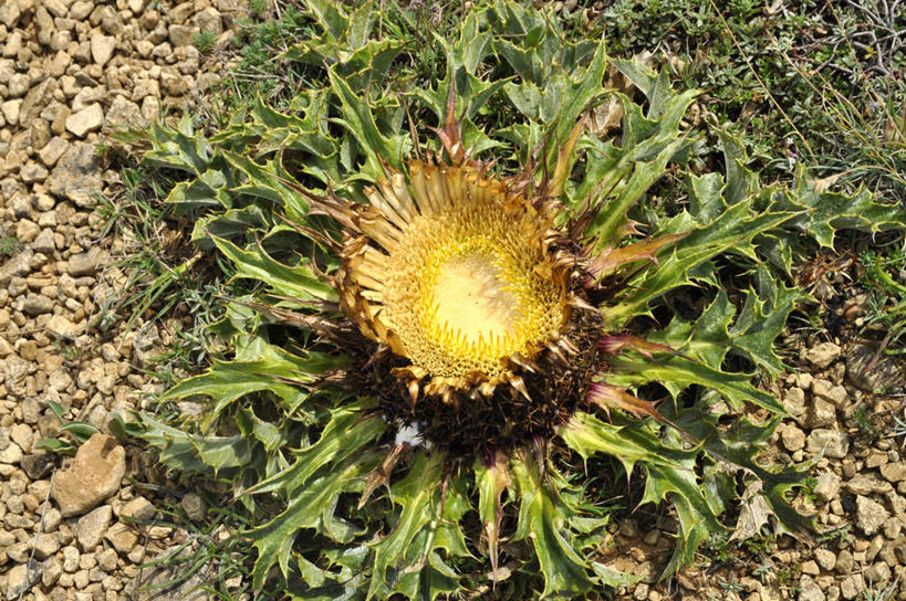 无人,横图,室外,白天,法国,盛开,花蕾,花,花瓣,花朵,鲜花,一朵,自然,花苞,花蕊,摄影,生长,彩图