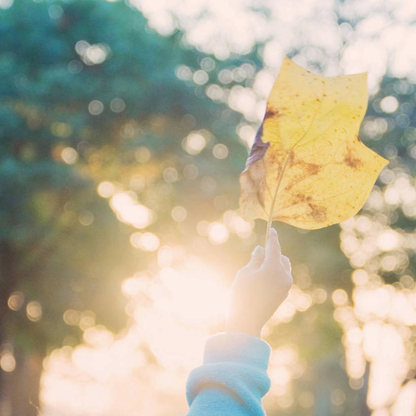 手,一个人,举,方图,室外,特写,白天,叶子,美国,拿着,休闲装,一个,托,摄影,单个,部分,脆弱,改变,逆光,秋天,举起,举手,举着,向上举,向上伸,向上托,彩图,爱荷华