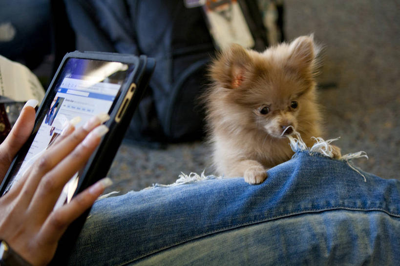 手,腿,一个人,机场,横图,室内,特写,白天,城市,宠物,狗,美国,拿着,牛仔裤,休闲装,破坏,破损,动物,看,家畜,摄影,部分,损坏,北美,北美洲,加利福尼亚,美洲,等,平板电脑,加州,洛杉矶,加利福尼亚州,金州,黄金州,北亚美利加洲,亚美利加洲,四肢,无线电技术,天使之城,洛杉矶国际机场,彩图,美利坚合众国