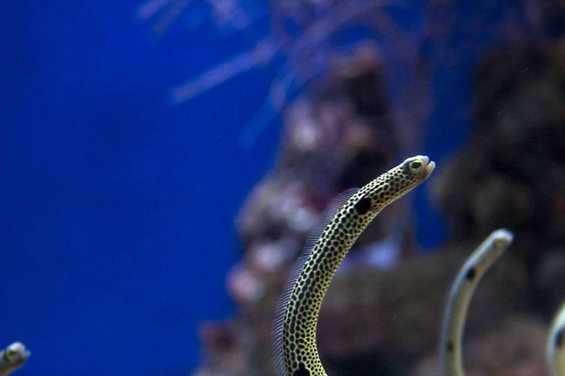 无人,横图,特写,白天,水下,水,美国,鱼类,动物,两只,摄影,加利福尼亚,长滩,暗礁,彩图