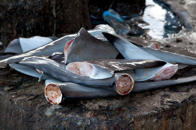 无人,横图,室内,白天,建材,地板,建筑,鲨鱼,马来西亚,材料,木板,木材,地面,木地板,木柴,动物,摄影,建造,木料,鳍,硬木,哥打基纳巴卢,海产,彩图,钓鱼,海港