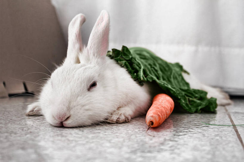 无人,躺,横图,室内,白天,宠物,胡萝卜,蔬菜,意大利,饮食,动物,放松,摄影,家兔,彩图