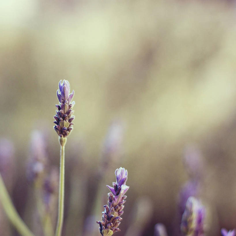 无人,方图,室外,特写,白天,爱情,以色列,茎,浪漫,花,紫色,自然,香草,薰衣草,摄影,生长,脆弱,清新,呼吸,灵香草,黄香草,奇迹,彩图