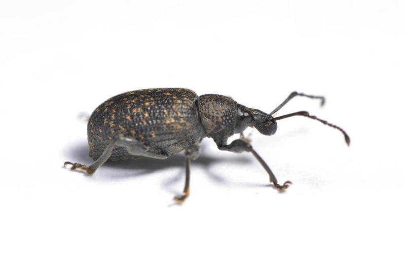 无人,横图,特写,白色背景,野生动物,英国,昆虫,藤蔓,摄影,象鼻虫,藤蔓植物,彩图,影棚拍摄