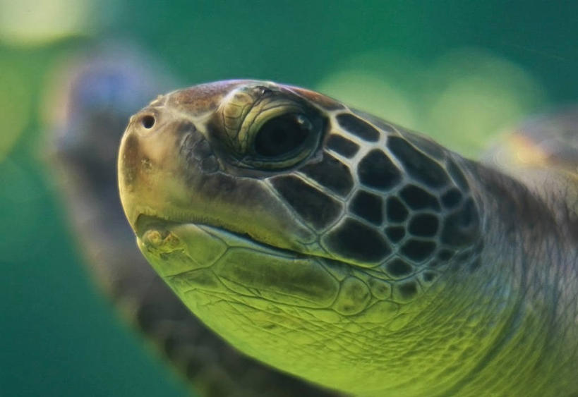 无人,横图,特写,白天,水下,野生动物,美国,动物,摄影,部分,加利福尼亚,圣地牙哥市,海龟,彩图