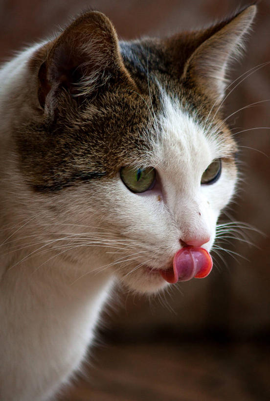 无人,竖图,室内,特写,宠物,猫,意大利,动物,家畜,舔,摄影,部分,彩图