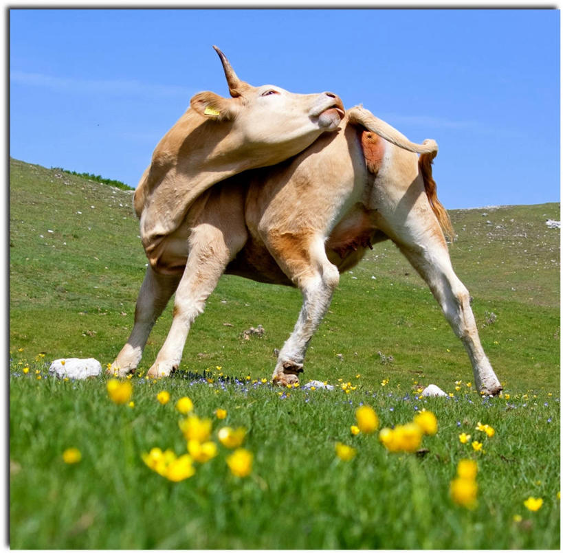 无人,站,横图,室外,白天,草原,意大利,地平线,辽阔,地面,草,花,自然,动物,广阔,家畜,摄影,牲畜,一望无际,脆弱,延伸,万里无云,天地相交,母牛,无边无际,一马平川,彩图,家牛