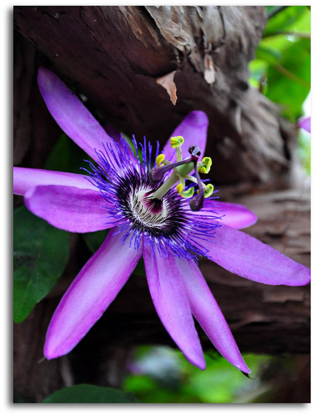 无人,竖图,室外,特写,白天,美景,叶子,葡萄牙,景观,树皮,花,花瓣,树,紫色,自然,西番莲,景色,摄影,生长,脆弱,雄蕊,清新,自然风光,马德拉,丰沙尔,大西洋群岛,彩图