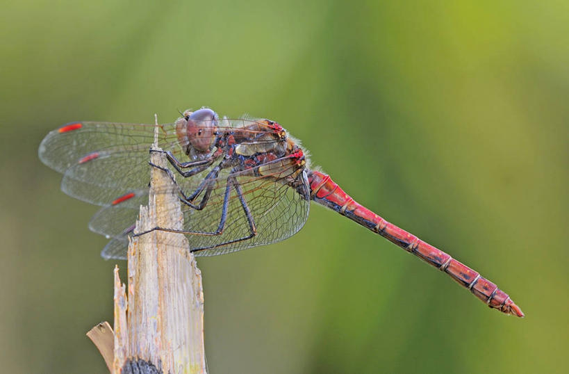 无人,坐,横图,室外,特写,白天,野生动物,西班牙,木制,蜻蜓,昆虫,红色,动物,摄影,加那利群岛,益虫,大西洋群岛,彩图