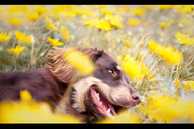 无人,躺,横图,室外,特写,宠物,狗,美国,田地,花,家畜,放松,摄影,清新,矮脚猎犬,彩图