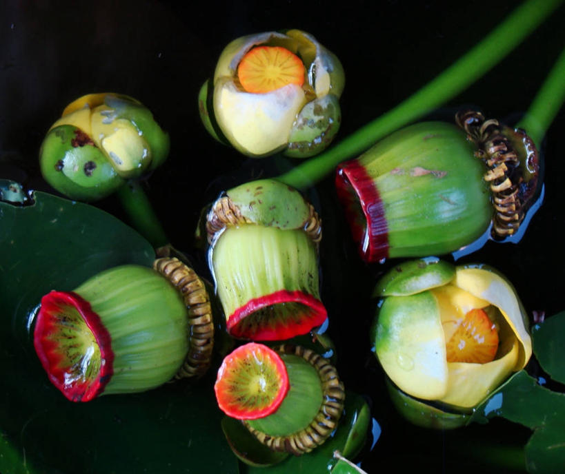 无人,公园,横图,室外,特写,白天,湖,睡莲,美国,池塘,花,摄影,生长,北美,北美洲,脆弱,黄睡莲,清新,美洲,佛罗里达,奥兰多,佛罗里达州,佛州,阳光州,北亚美利加洲,亚美利加洲,彩图,美利坚合众国