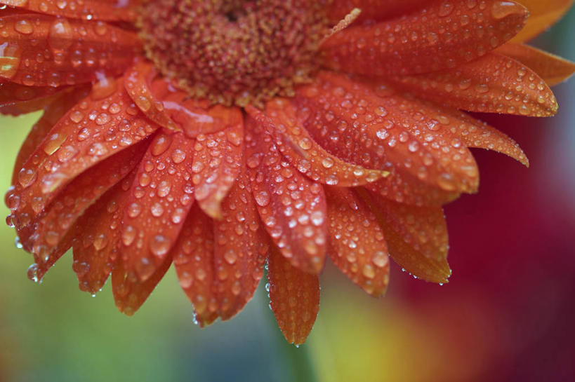 无人,横图,室外,特写,白天,加拿大,水滴,非洲雏菊,花瓣,橙色,摄影,脆弱,清新,纯净,彩图