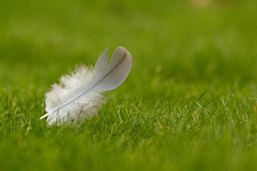 无人,横图,室外,特写,白天,英国,草,一个,摄影,单个,脆弱,柔和,彩图