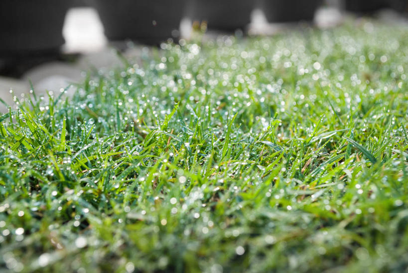 无人,横图,室外,特写,白天,印度,水滴,草,绿色,自然,摄影,生长,清新,哈里亚纳邦,彩图