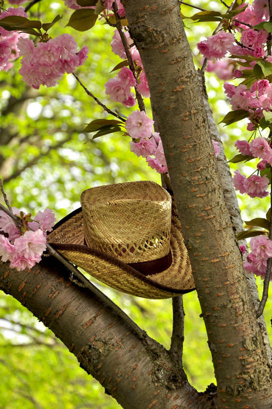 无人,竖图,室外,白天,美国,草帽,枝,花,花朵,树,粉色,自然,春天,夏天,摄影,生长,清新,纽约州,奥尔巴尼,彩图