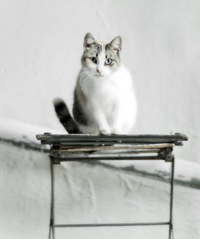 无人,竖图,室外,白天,宠物,猫,椅子,法国,墙,白色,家畜,摄影,肖像,彩图,好奇心