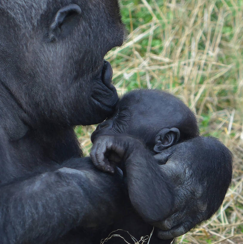 无人,竖图,室外,特写,白天,野生动物,英国,草,动物,两只,摄影,部分,关爱,大猩猩,银背大猩猩,彩图