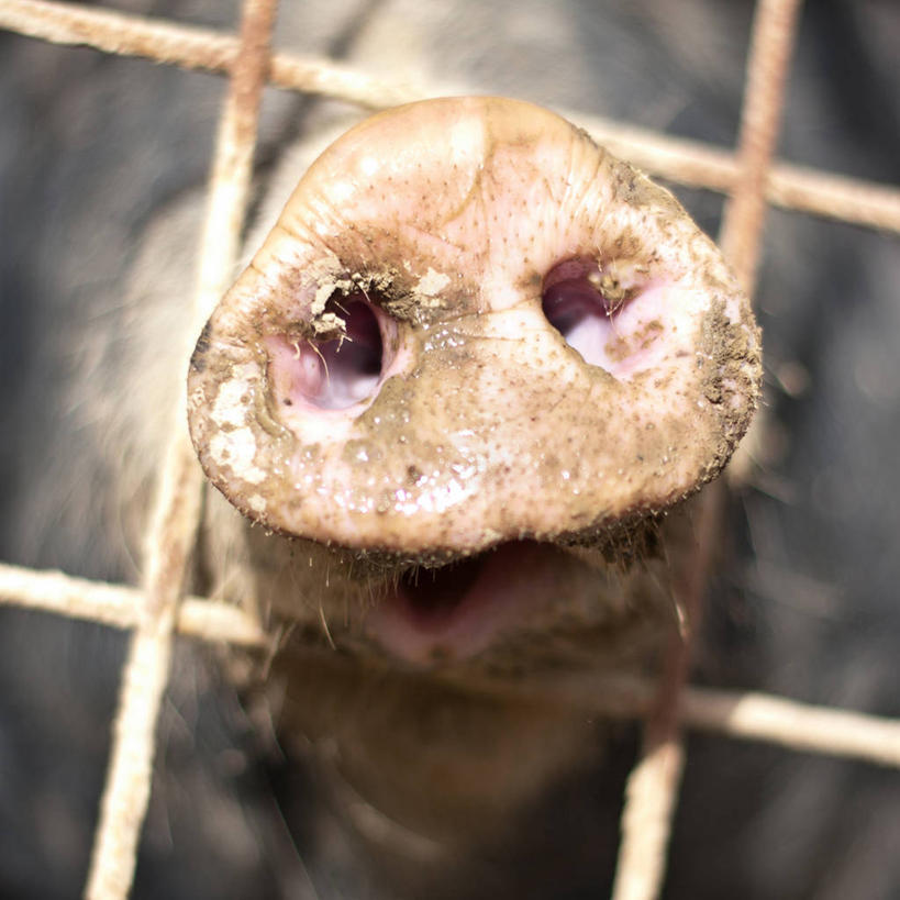 无人,方图,室外,特写,白天,猪,意大利,篱笆,动物,家畜,摄影,牲畜,彩图