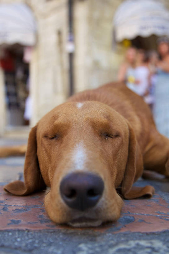 躺,竖图,室外,特写,白天,地板,宠物,狗,克罗地亚,家畜,放松,摄影,黑山,科托尔湾,闭着眼睛,睡觉,彩图