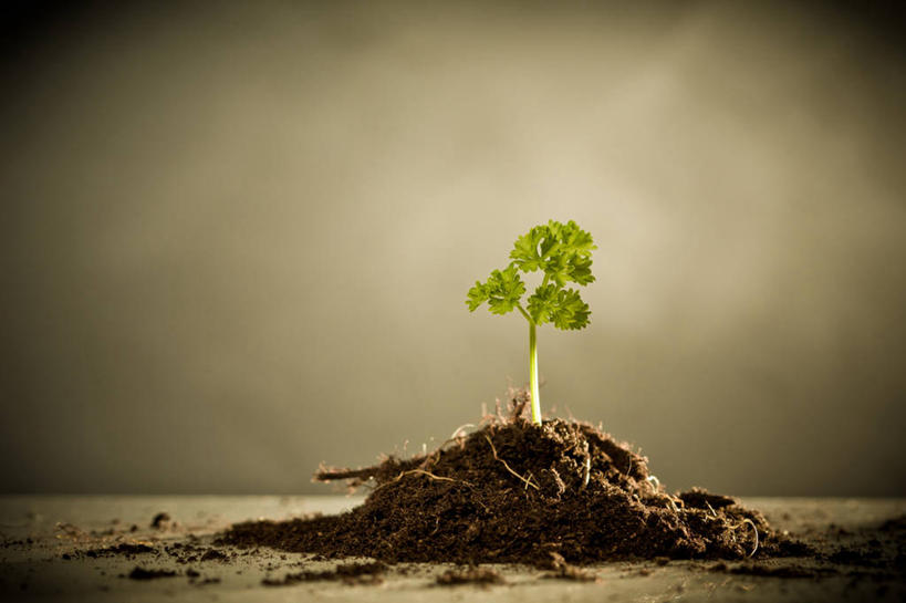 无人,横图,室外,白天,英国,小的,泥土,摄影,生长,泥,脆弱,清新,沃敏斯特,彩图,晕影