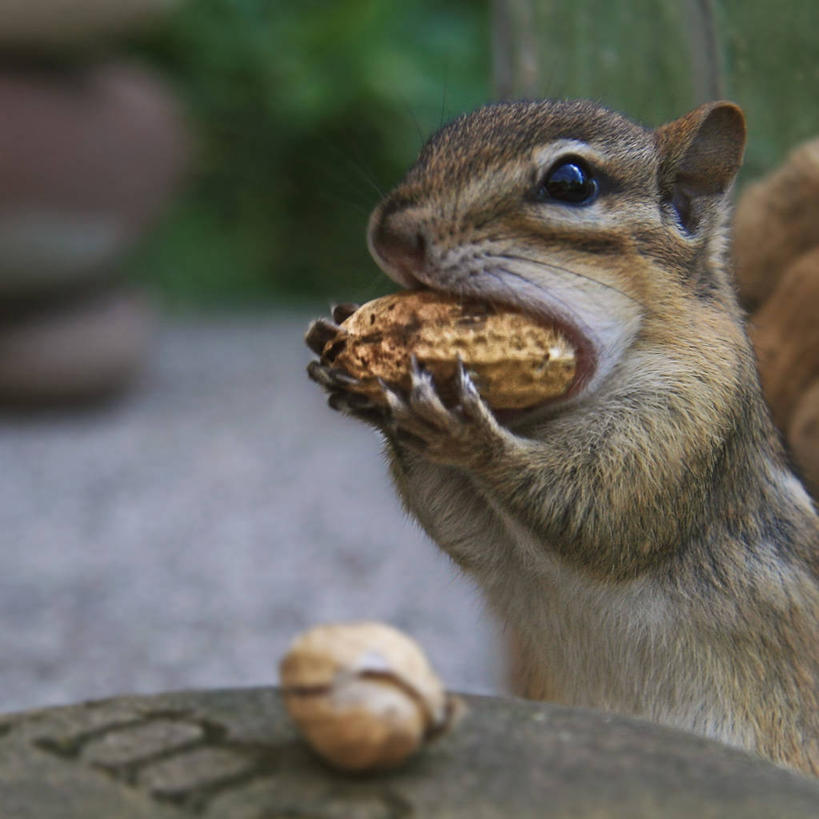 无人,吃,方图,室外,特写,白天,野生动物,美国,拿着,饮食,摄影,花栗鼠,纽约州,彩图