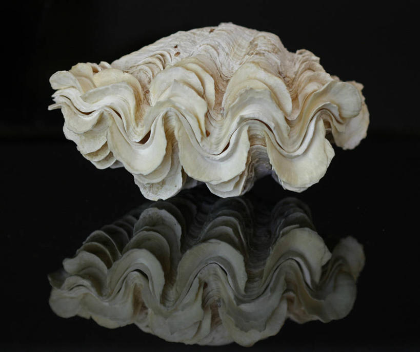 无人,横图,特写,澳大利亚,黑色背景,对称,反射,一个,摄影,单个,新南威尔士,式样,设计,彩图,影棚拍摄