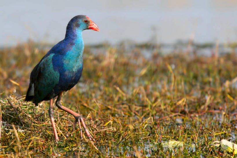 无人,横图,室外,白天,野生动物,印度,鸟类,田地,草,动物,摄影,栖息,沼泽,彩图