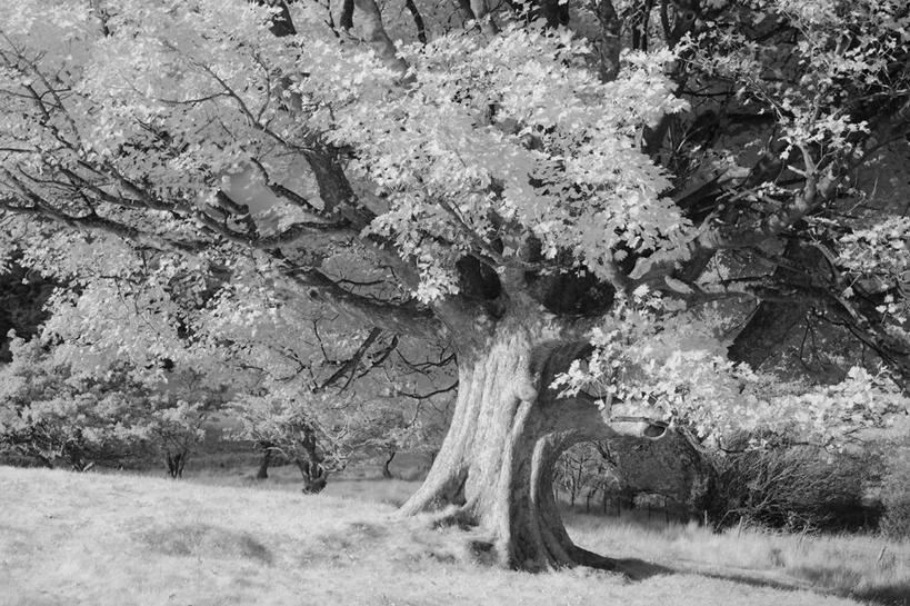 无人,横图,黑白,室外,白天,美景,雪,植物,英国,景观,冬天,果树,树,树木,绿色,自然,景色,寒冷,摄影,生长,成长,宁静,自然风光,无花果树