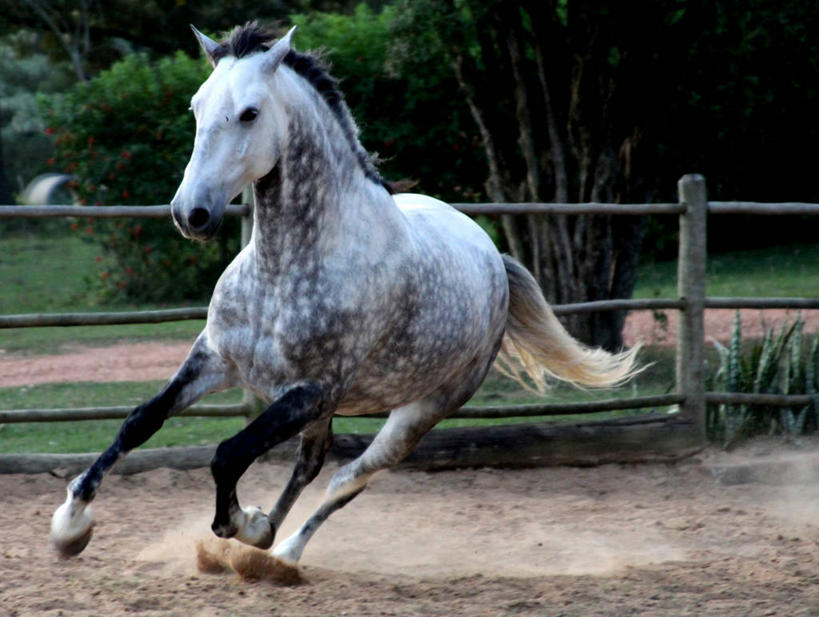 无人,跑,横图,室外,白天,马,巴西,沙子,篱笆,家畜,摄影,彩图