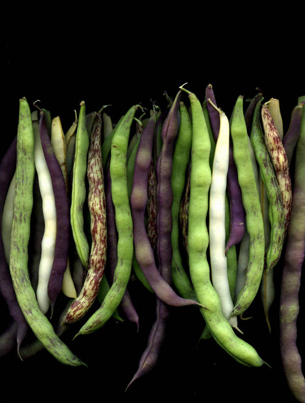 无人,竖图,特写,豆,美国,黑色背景,丰富,食品,饮食,摄影,多样,清新,缅因州,彩图,影棚拍摄