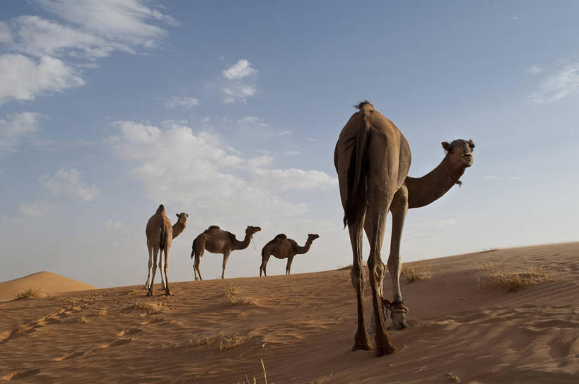 无人,站,横图,室外,白天,仰视,沙漠,毛里塔尼亚,四只,沙子,云,沙丘,骆驼,天空,自然,摄影,彩图,低角度拍摄